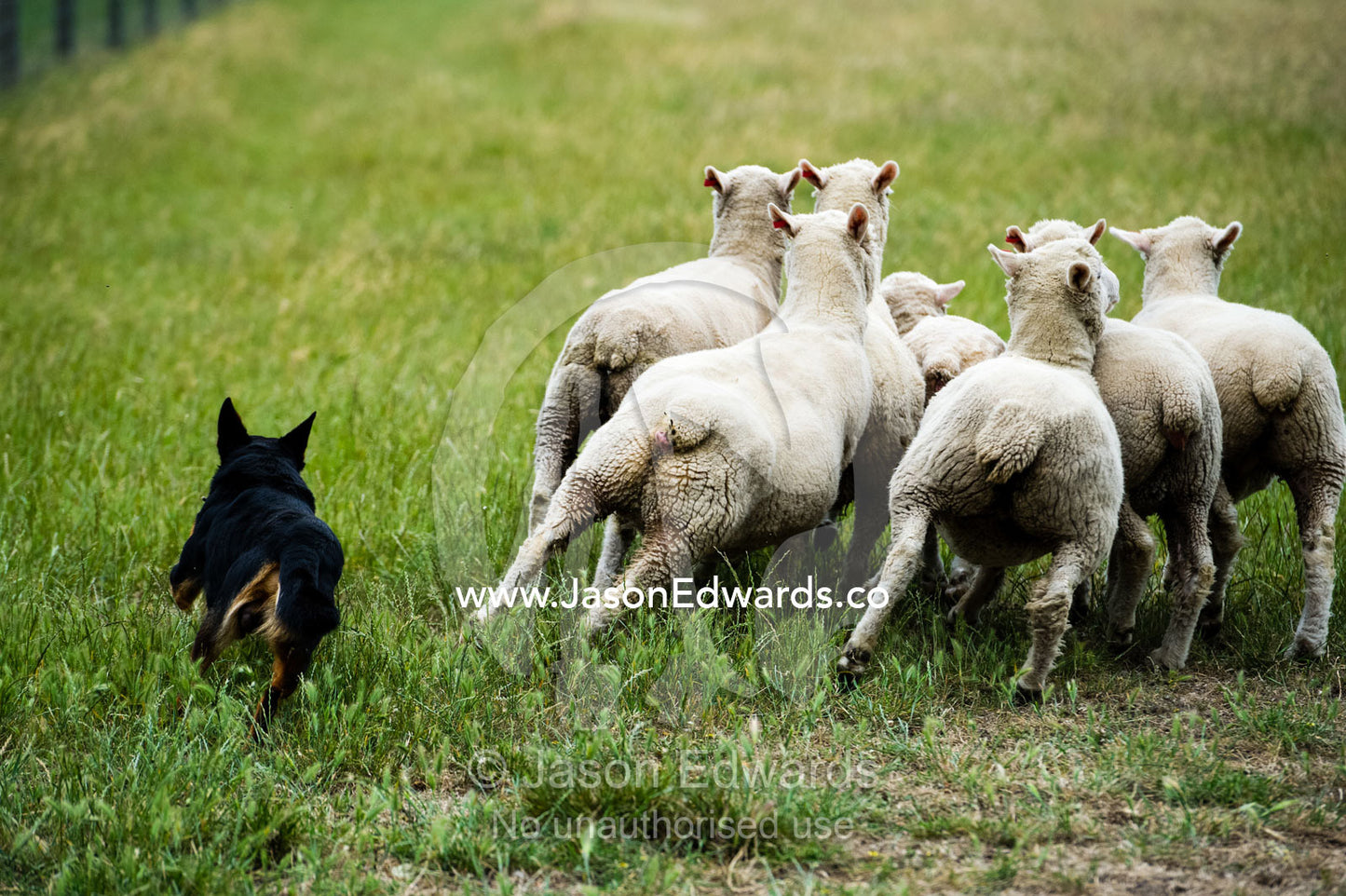 A kelpie dog herds sheep in a farm field. Victoria, Australia.