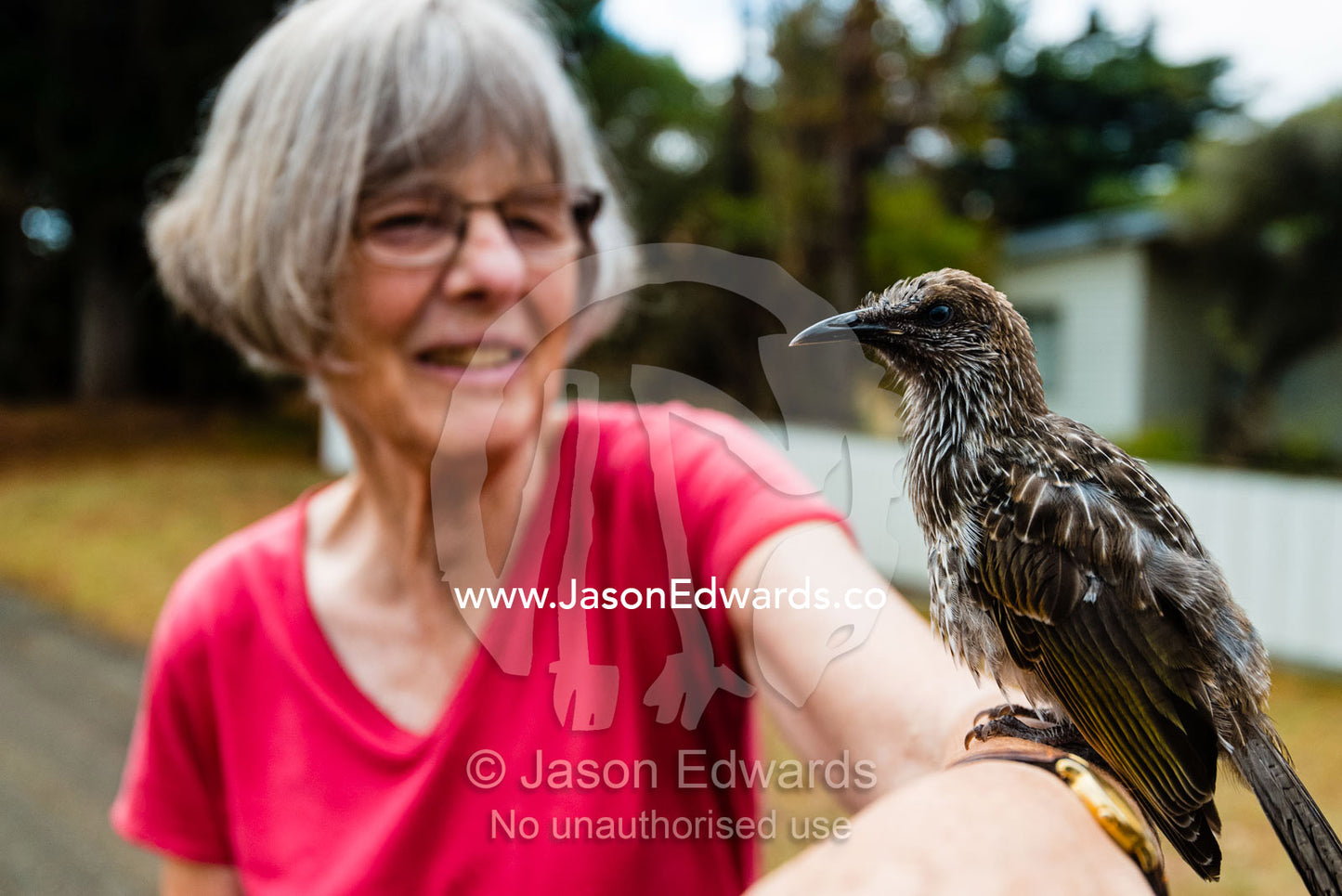 An elderly woman with a Wattlebird resting on her arm. Victoria, Australia.