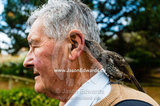 A Wattlebird licking the ear of an elderly man with it's long tongue. Victoria, Australia.