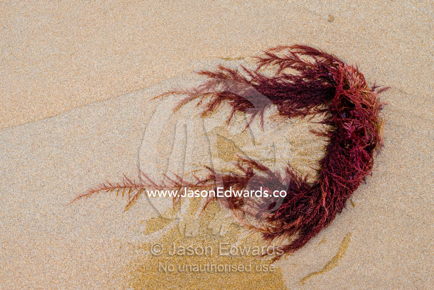 Bright burgundy seaweed deposited onto the beach at low tide. Victoria, Australia.