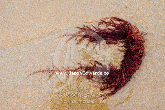 Bright burgundy seaweed deposited onto the beach at low tide. Victoria, Australia.