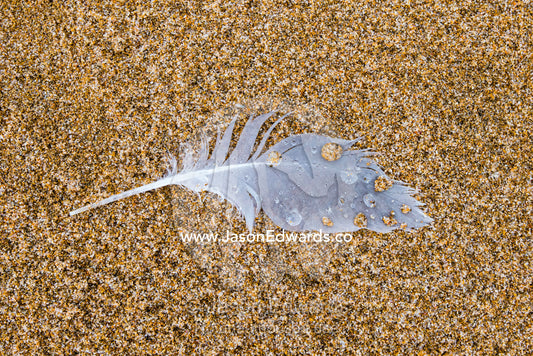 Raindrops on a Silver Gull feather on the beach. Victoria, Australia.