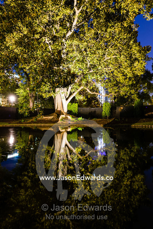 A Moreton Bay Fig Tree reflection in a city park lake at night. Melbourne, Victoria, Australia.
