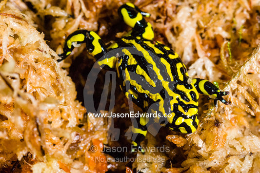 The bright yellow stripes of a critically endangered Corroboree Frog in moss. Healesville, Victoria, Australia.