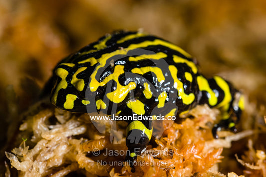 The bright yellow stripes of a critically endangered Corroboree Frog in moss. Healesville, Victoria, Australia.