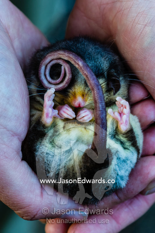 A critically endangered Mountain Pygmy Possum hibernating in a zoo keppers hands. Healesville, Healesville Sanctuary, Victoria, Australia