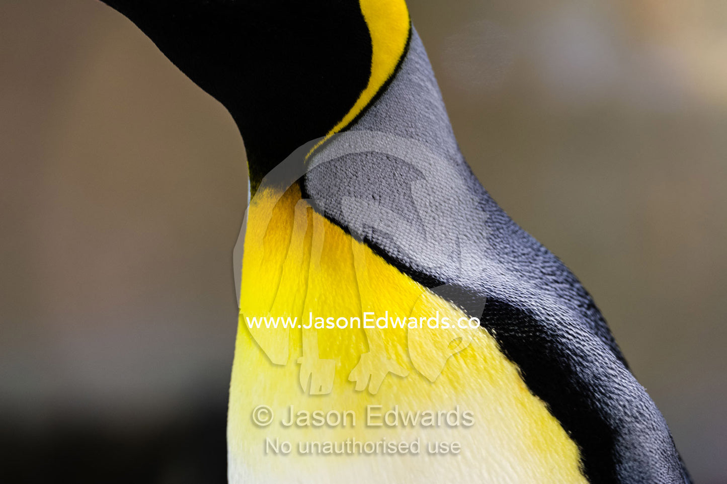 Bright yellow-orange feather plumage on the chest of a King Penguin. Melbourne, Victoria, Australia.