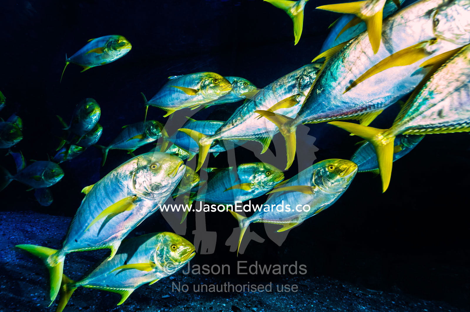 A shoal of silver and yellow Golden Trevally moving in formation in an aquarium. Melbourne, Victoria, Australia.
