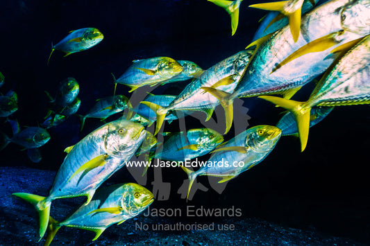 A shoal of silver and yellow Golden Trevally moving in formation in an aquarium. Melbourne, Victoria, Australia.