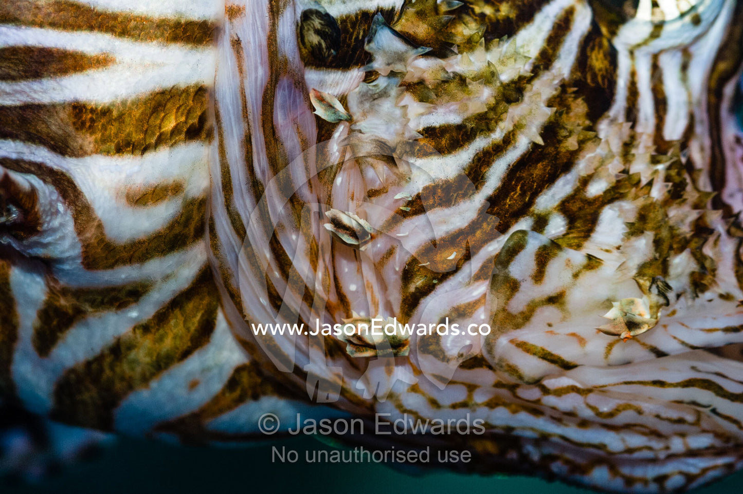 The Lionfish is a venomous coral reef fish with distinct stripe patterns and a mosaic eye. Melbourne, Victoria, Australia.