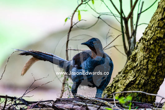 A Superb Lyrebird foraging in the forest understorey. Yarra Ranges National Park, Victoria, Australia.