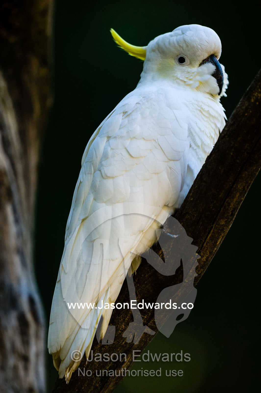 A Sulphur-crested Cockatoo roosting on a tree branch. Yarra Ranges National Park, Victoria, Australia.