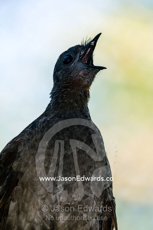 The Superb Lyrebird mimics artificial sounds it hears in the environment. Healesville, Victoria, Australia.