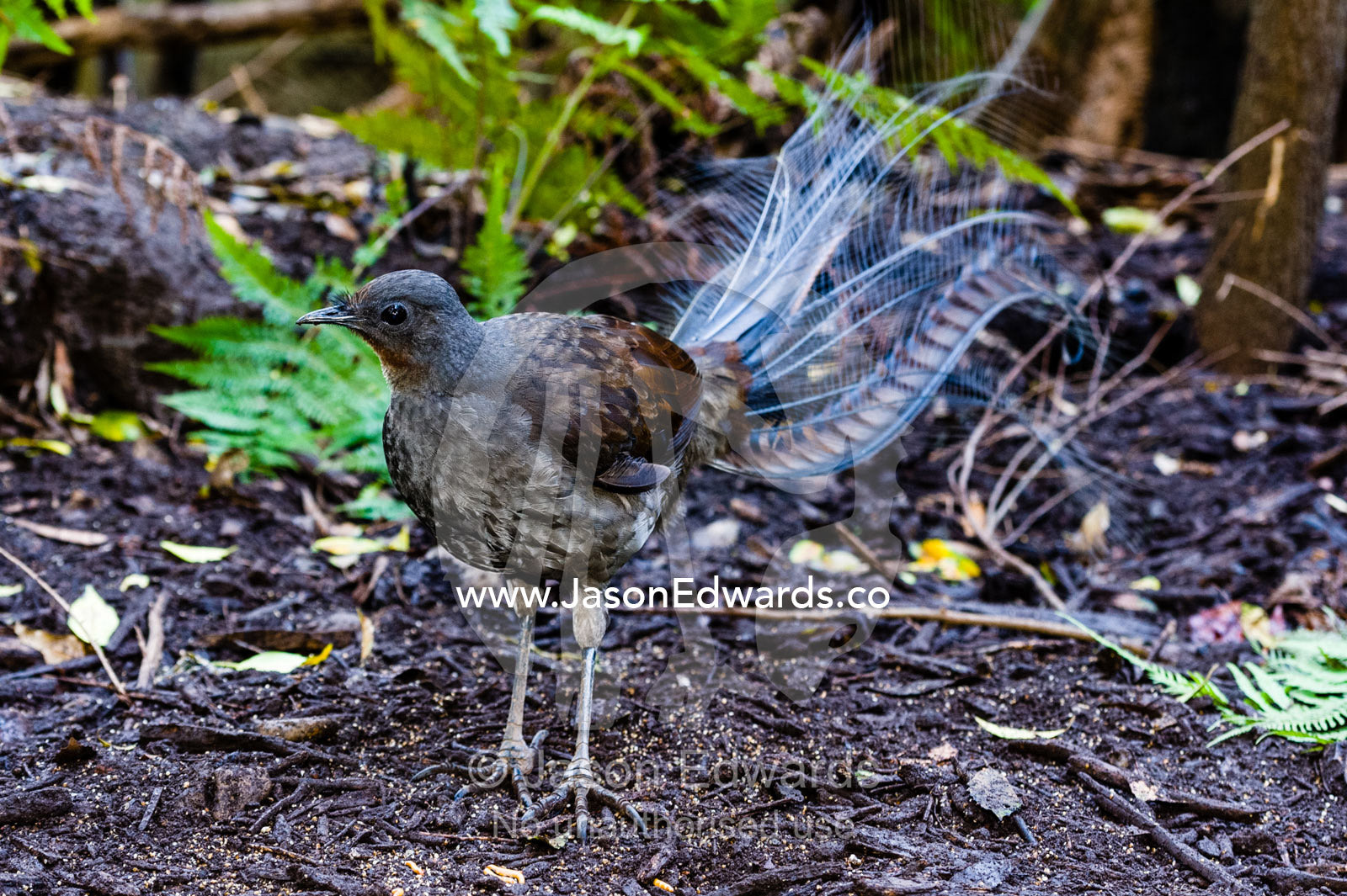 A male Superb Lyrebird foraging for insects on the forest floor understorey. Healesville, Victoria, Australia.
