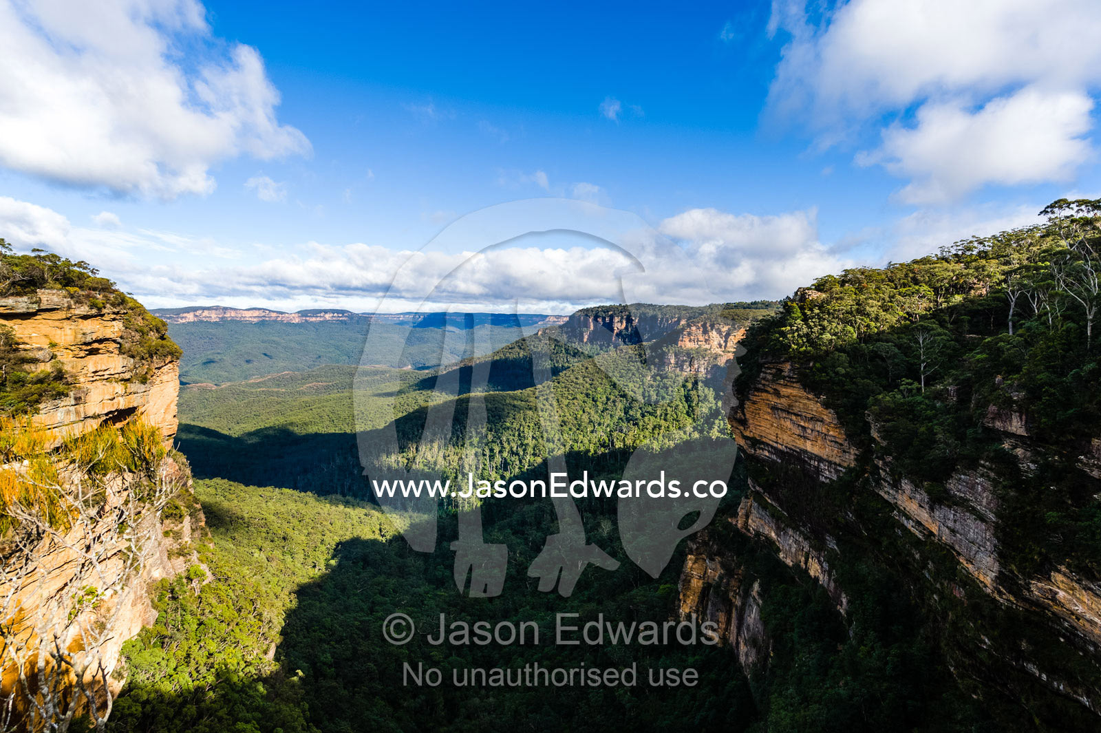 A dense forest canopy carpets the floor of a sandstone gorge. Blue Mountains National Park, New South Wales, Australia.