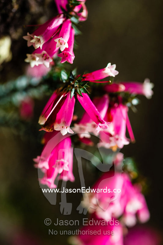 The delicate pink petals of a Fuchsia Heath flower. Blue Mountains National Park, New South Wales, Australia.