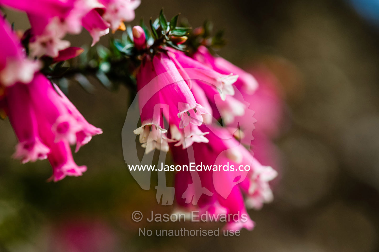 The delicate pink petals of a Fuchsia Heath flower. Blue Mountains National Park, New South Wales, Australia.