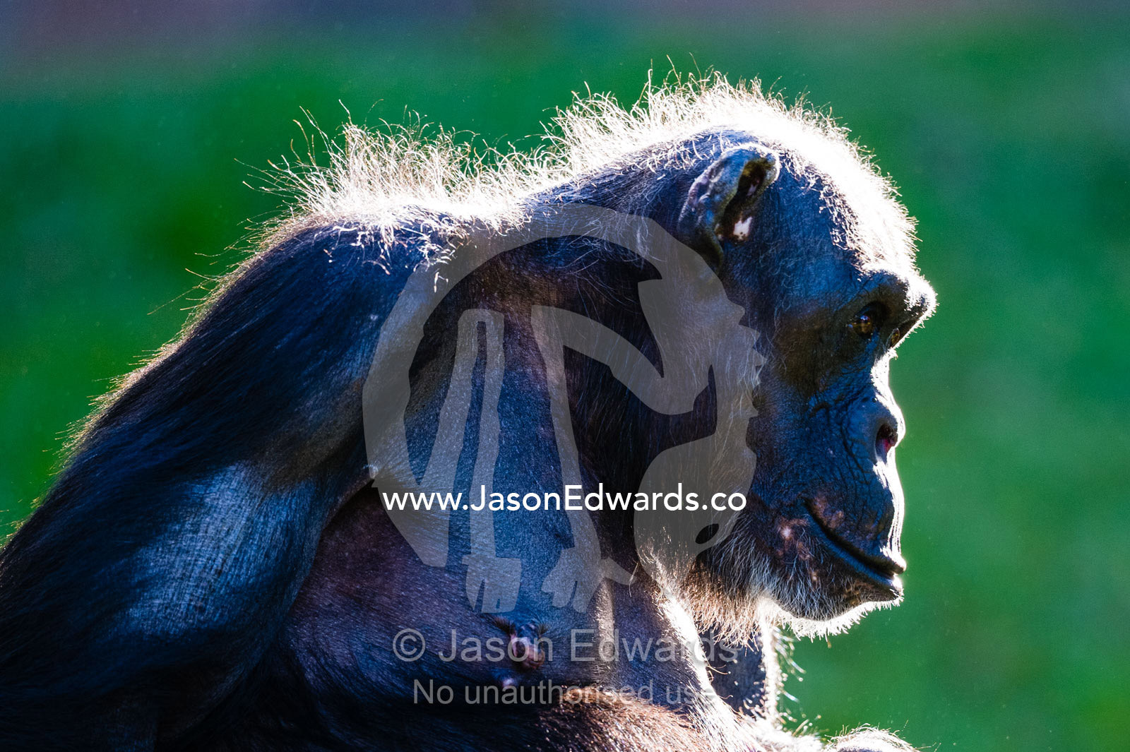 The hairy head of an elderly Chimpanzee backlit by the early morning sun. Sydney, New South Wales, Australia.