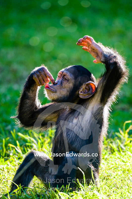 An infant Chimpanzee sitting and touching its nose with its finger. Sydney, New South Wales, Australia.