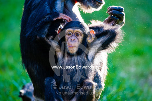 An infant Chimpanzee sitting with its mother scratching the back of its head. Sydney, New South Wales, Australia.