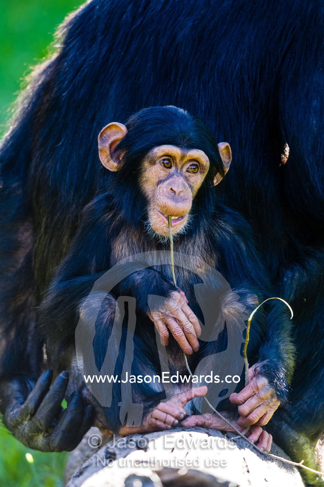 An infant Chimpanzee chewing on a twig with its mother. Sydney, New South Wales, Australia.