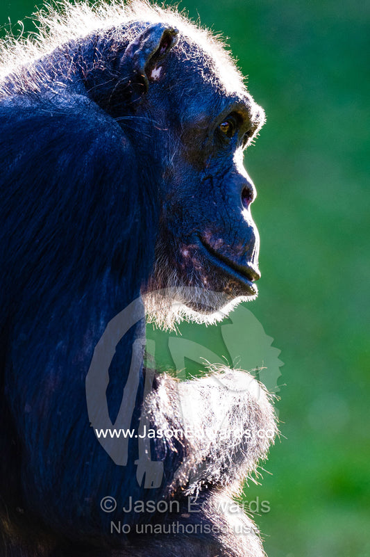 The hairy head of an elderly Chimpanzee backlit by the early morning sun. Sydney, New South Wales, Australia.
