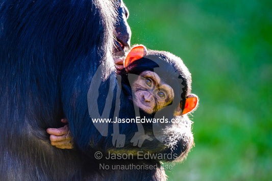 A mother Chimpanzee cradling an infant in her arms. Sydney, New South Wales, Australia.