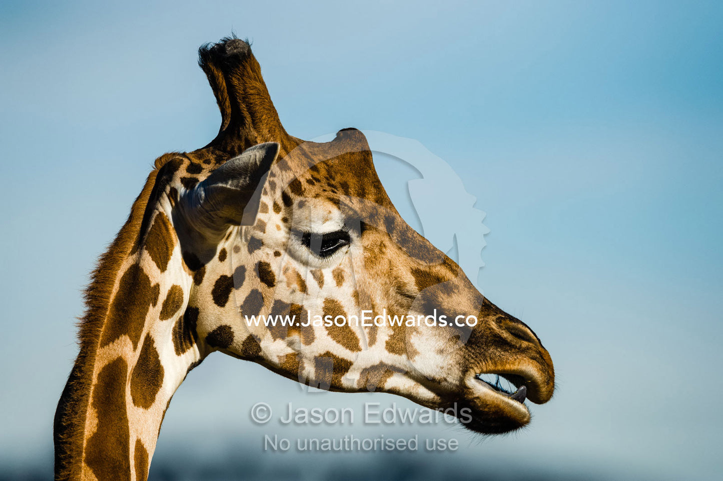 The large head of a Giraffe chewing its cud. Sydney, New South Wales, Australia.