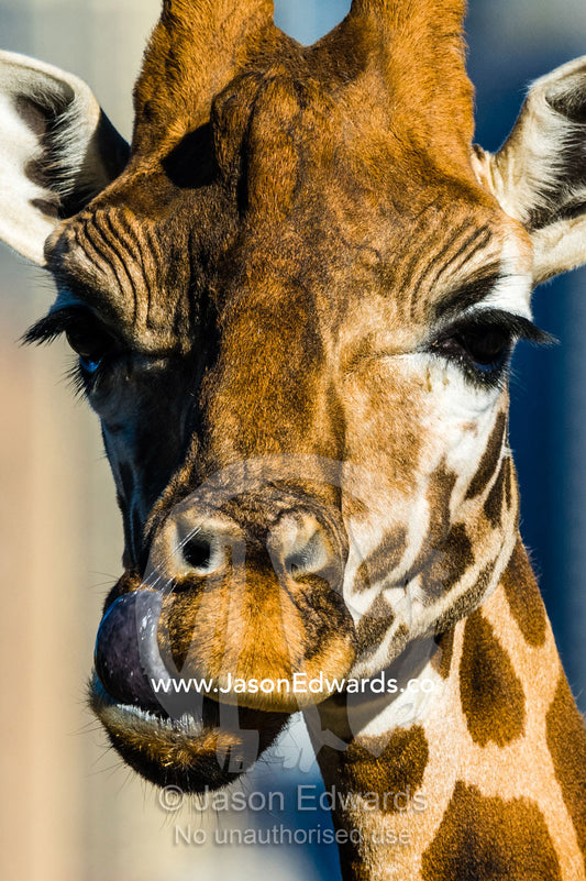 A Giraffe using its long tongue to lick and clean its nostril. Sydney, New South Wales, Australia.