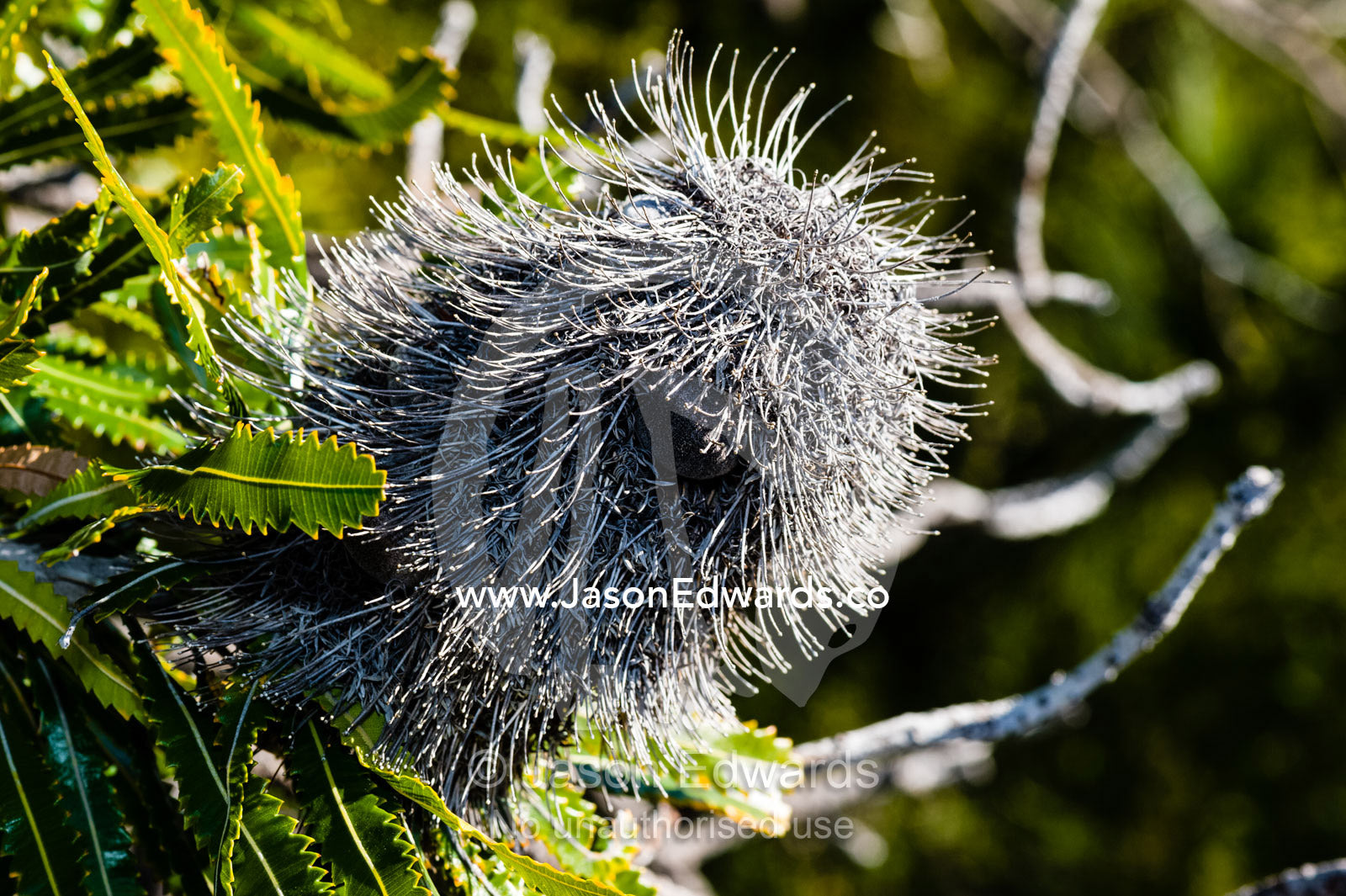 The seed pod of a Banksia shrub on a dry flower. Blue Lake National Park, Queensland, Australia.