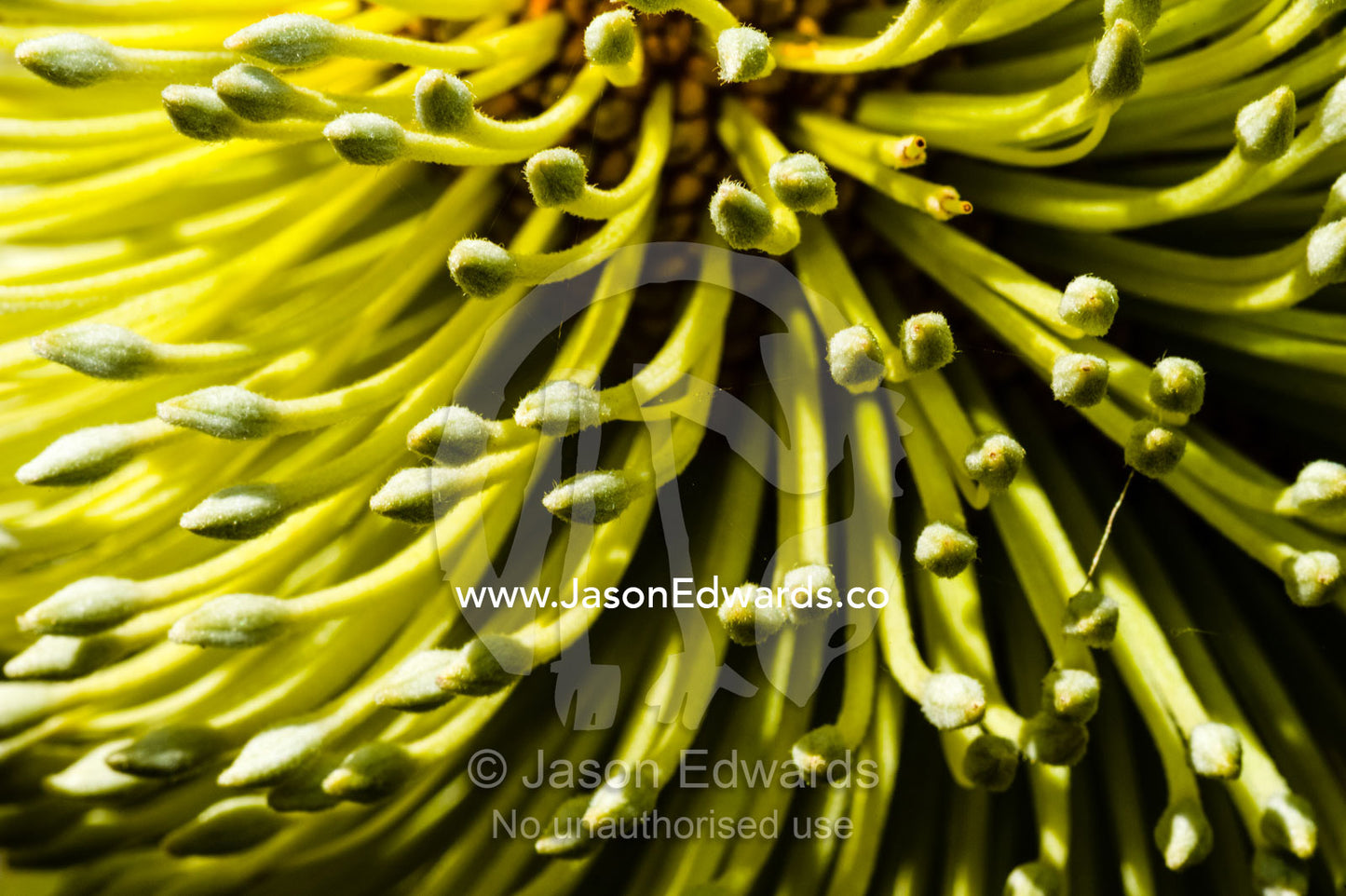 The magnificent yellow flowering head of a Banksia shrub. Blue Lake National Park, Queensland, Australia.