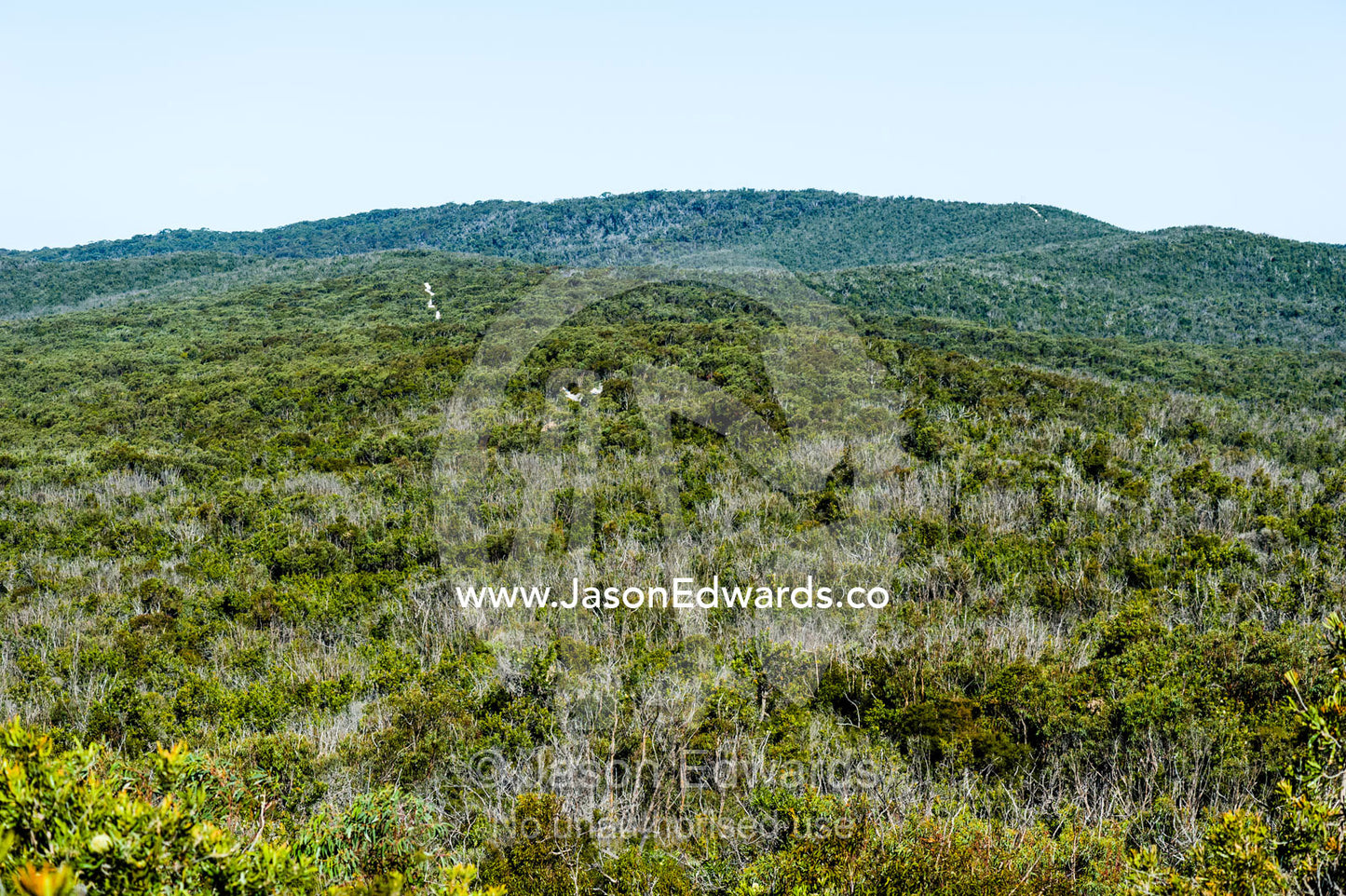 A view of the Wallum flora-rich shrubland and heathland. Blue Lake National Park, Queensland, Australia.