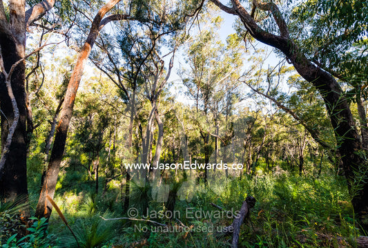 Sputum Gum Forest with a Grass Tree understorey. Blue Lake National Park, Queensland, Australia.
