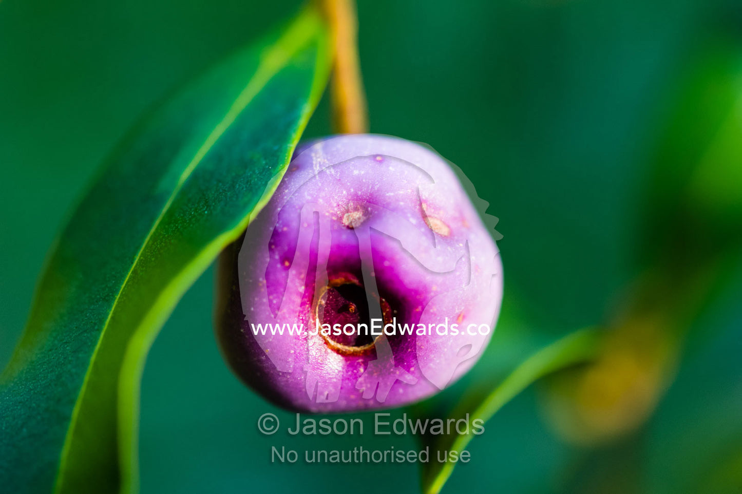 The purple fruit of a Common Lilly Pilly tree. Blue Lake National Park, Queensland, Australia.