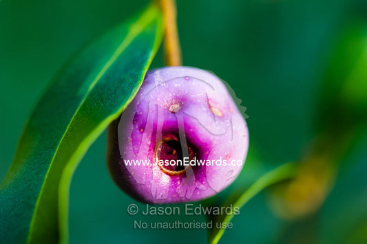 The purple fruit of a Common Lilly Pilly tree. Blue Lake National Park, Queensland, Australia.