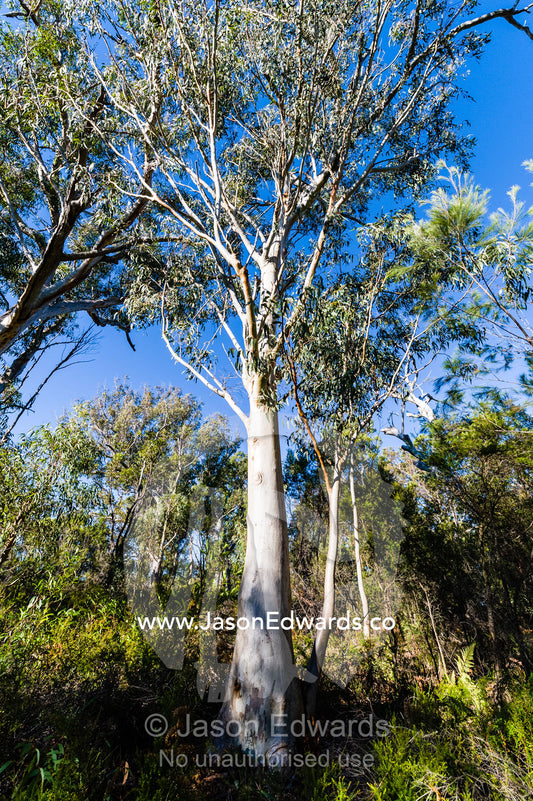 A Queensland Blue Gum eucalyptus tree in a Sputum Gum Forest. Blue Lake National Park, Queensland, Australia.