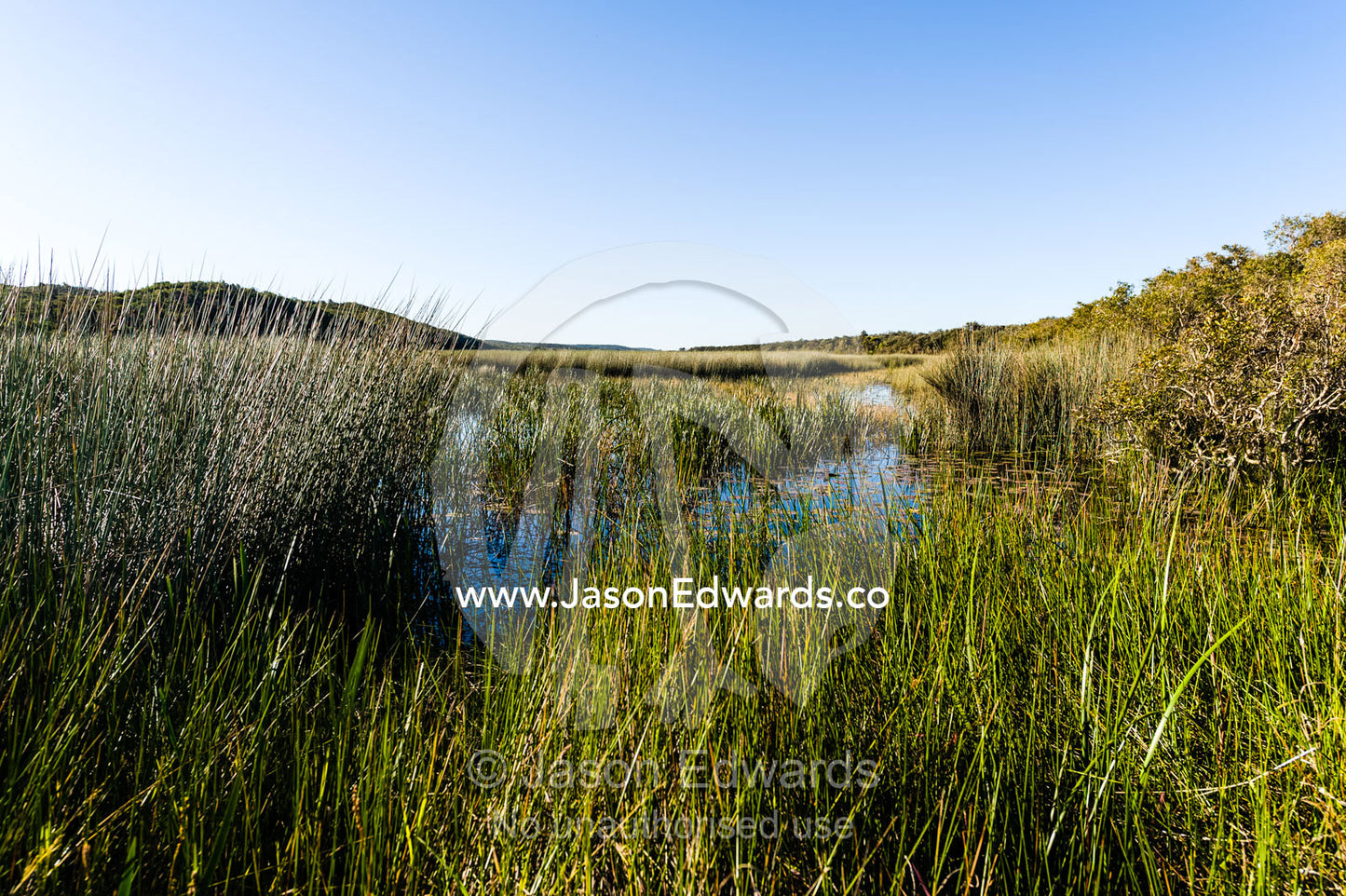 A freshwater wetland and reed bed surrounded by sand dunes. Blue Lake National Park, Queensland, Australia.