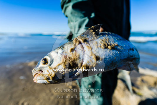 A fisherman displays a Mullet he has caught. Queensland, Australia.