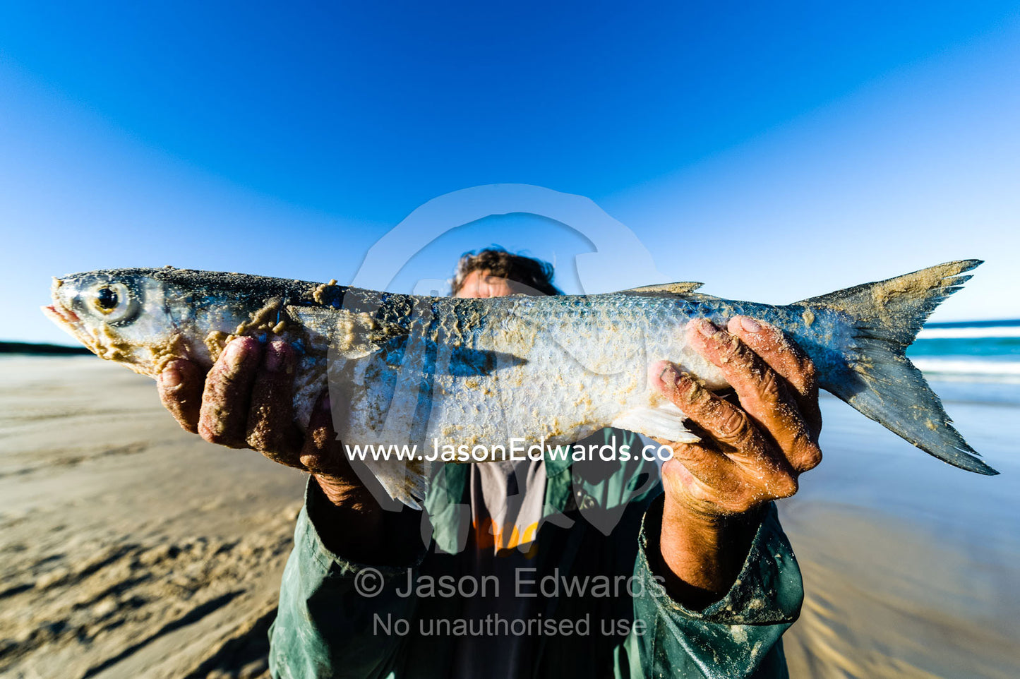 A fisherman proudly displays a Mullet he has caught. Queensland, Australia.