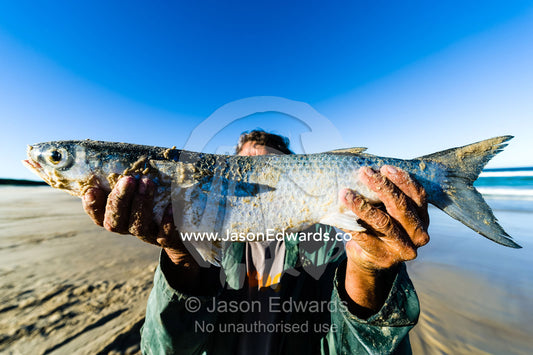 A fisherman proudly displays a Mullet he has caught. Queensland, Australia.