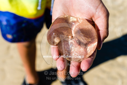 A boy holds a egg case of a Conical Sand Snail. Queensland, Australia.
