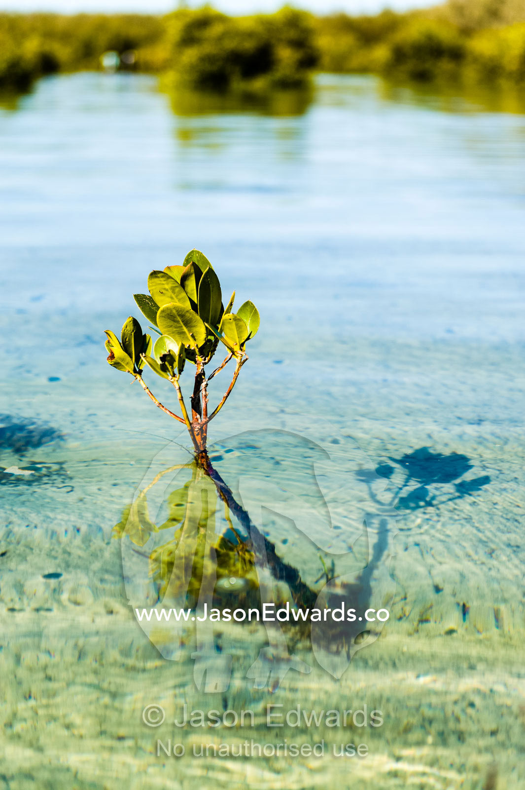 A Grey Mangrove tree sapling growing in the shallows of a lagoon. Queensland, Australia.