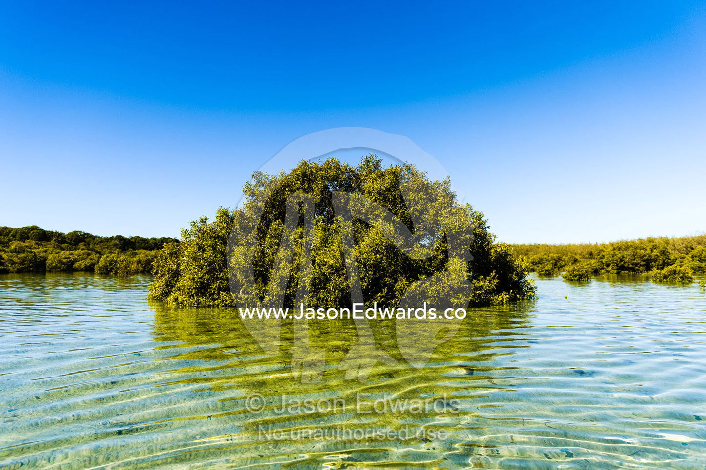 A Grey Mangrove tree growing in the shallows of a lagoon. Queensland, Australia.