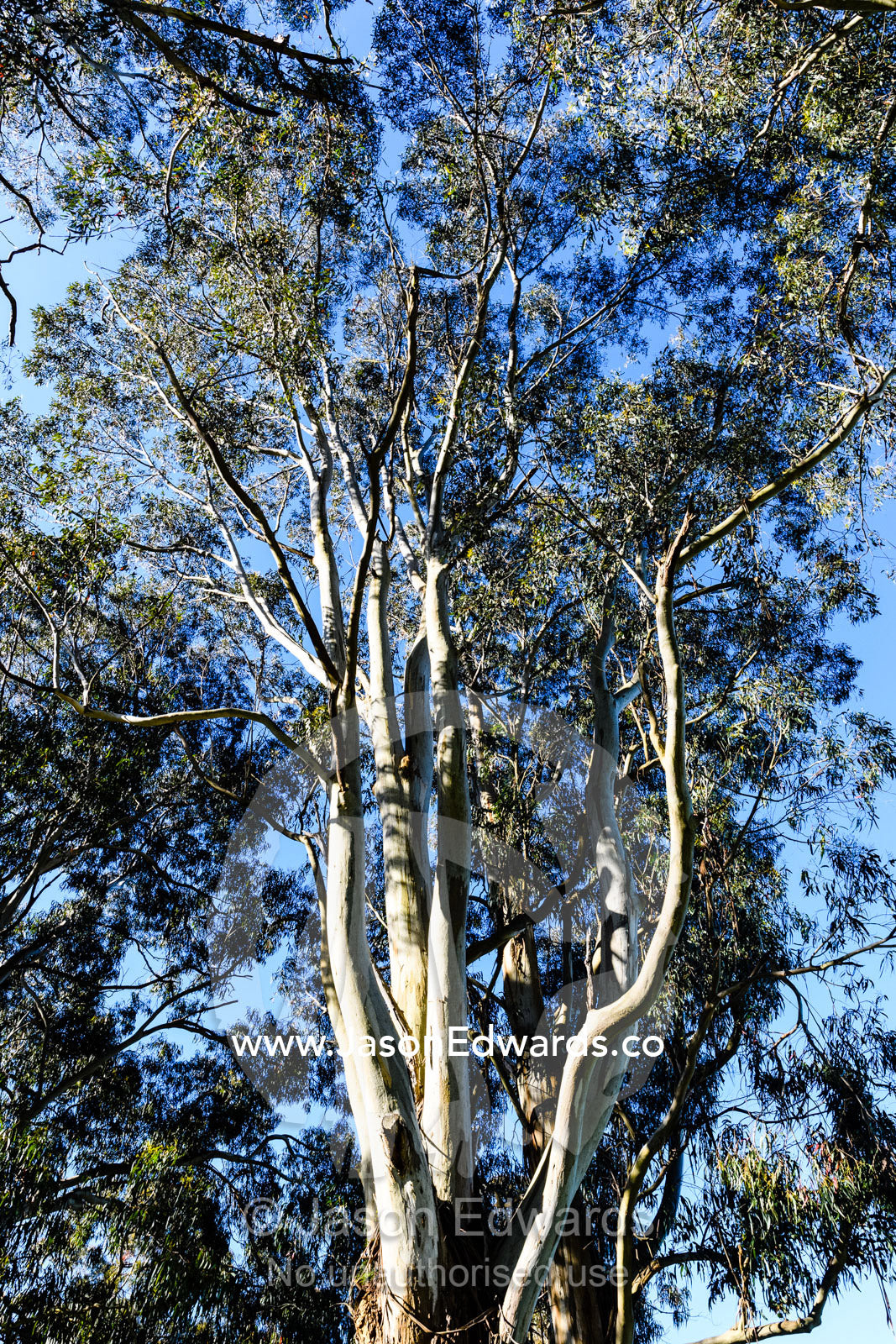 The tall trunks and interconnected canopy of a White Stringybark eucalyptus tree. Carrajung, Victoria, Australia.