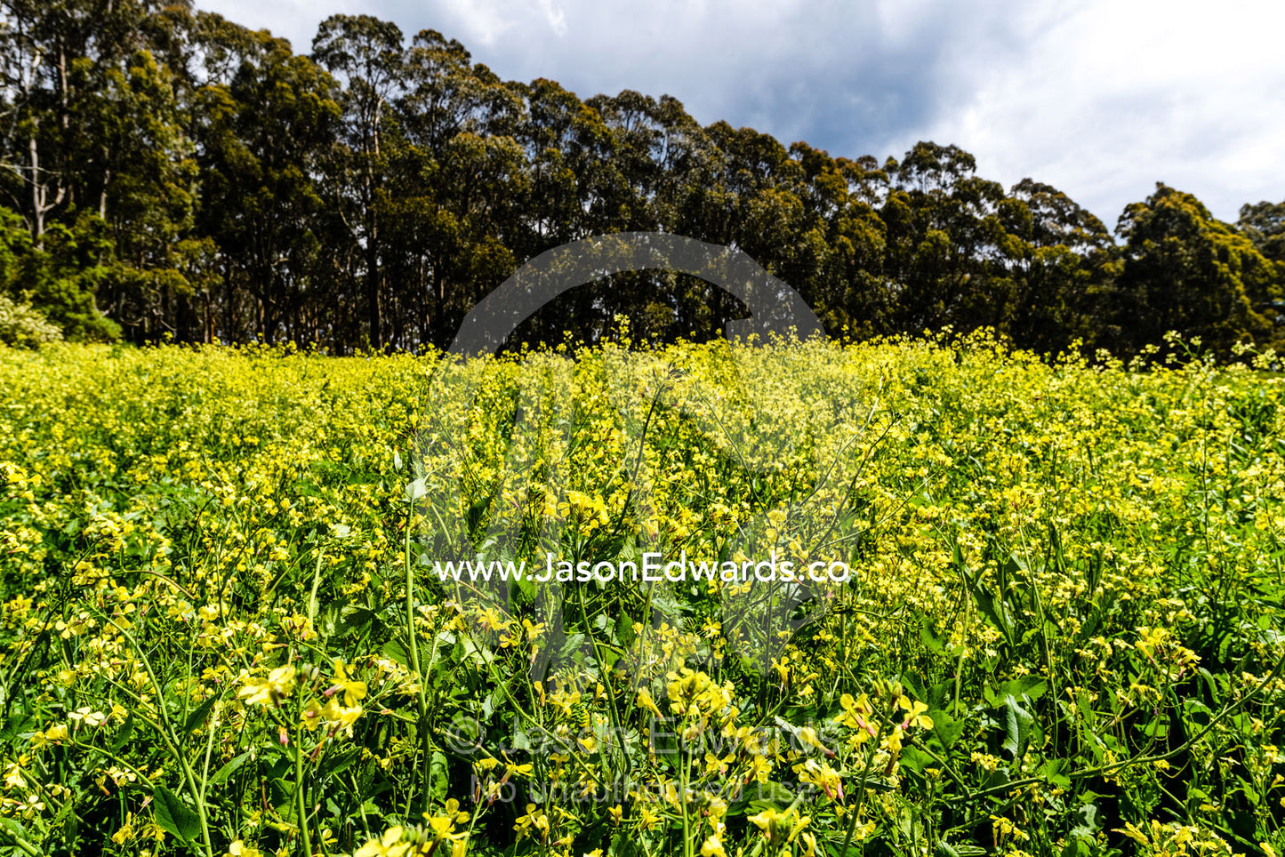 A field of yellow canola flowers on a farm in lush rolling hills. Carrajung, Victoria, Australia.
