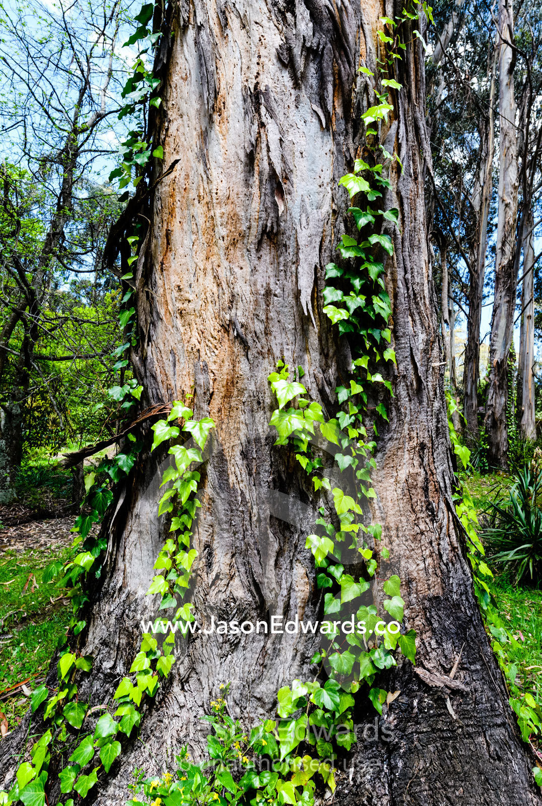 Common Ivy vine growing up a eucalyptus tree trunk. Carrajung, Victoria, Australia.