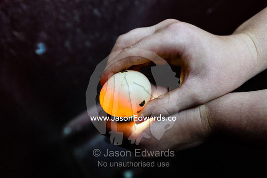 A boy candles a chicken egg on a farm to see it is developing into a chick. Carrajung, Victoria, Australia.