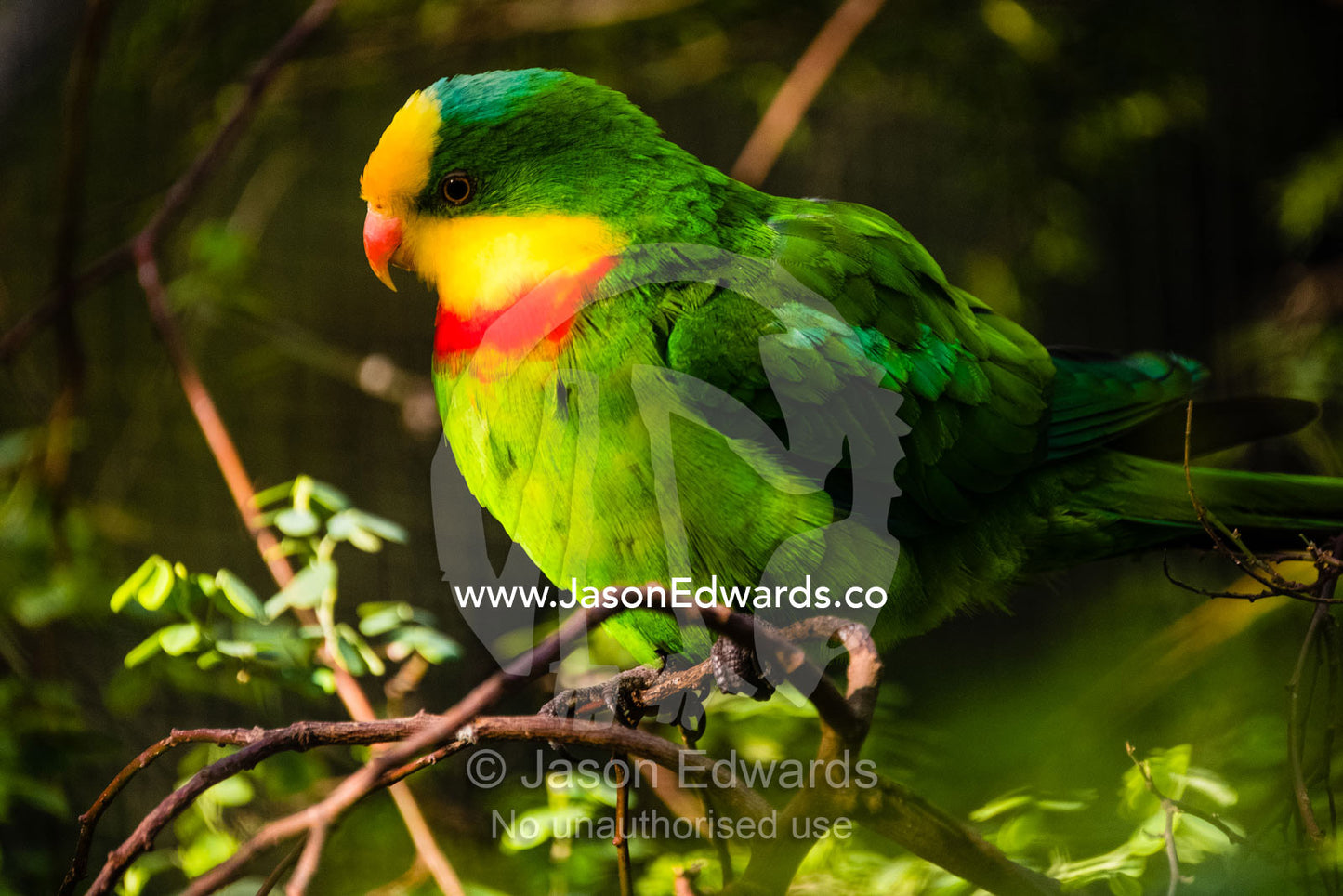 A colourful yellow and red Superb Parrot roosting in a tree. Healesville, Victoria, Australia.