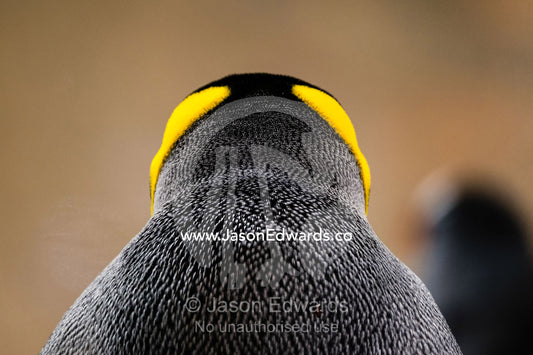 Bright yellow-orange head and neck feather plumage on a King Penguin. Melbourne, Victoria, Australia.