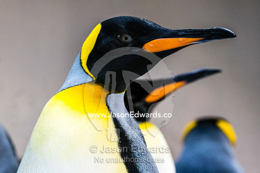 Bright yellow-orange chest feather plumage and mandible markings on a King Penguin. Melbourne, Victoria, Australia.